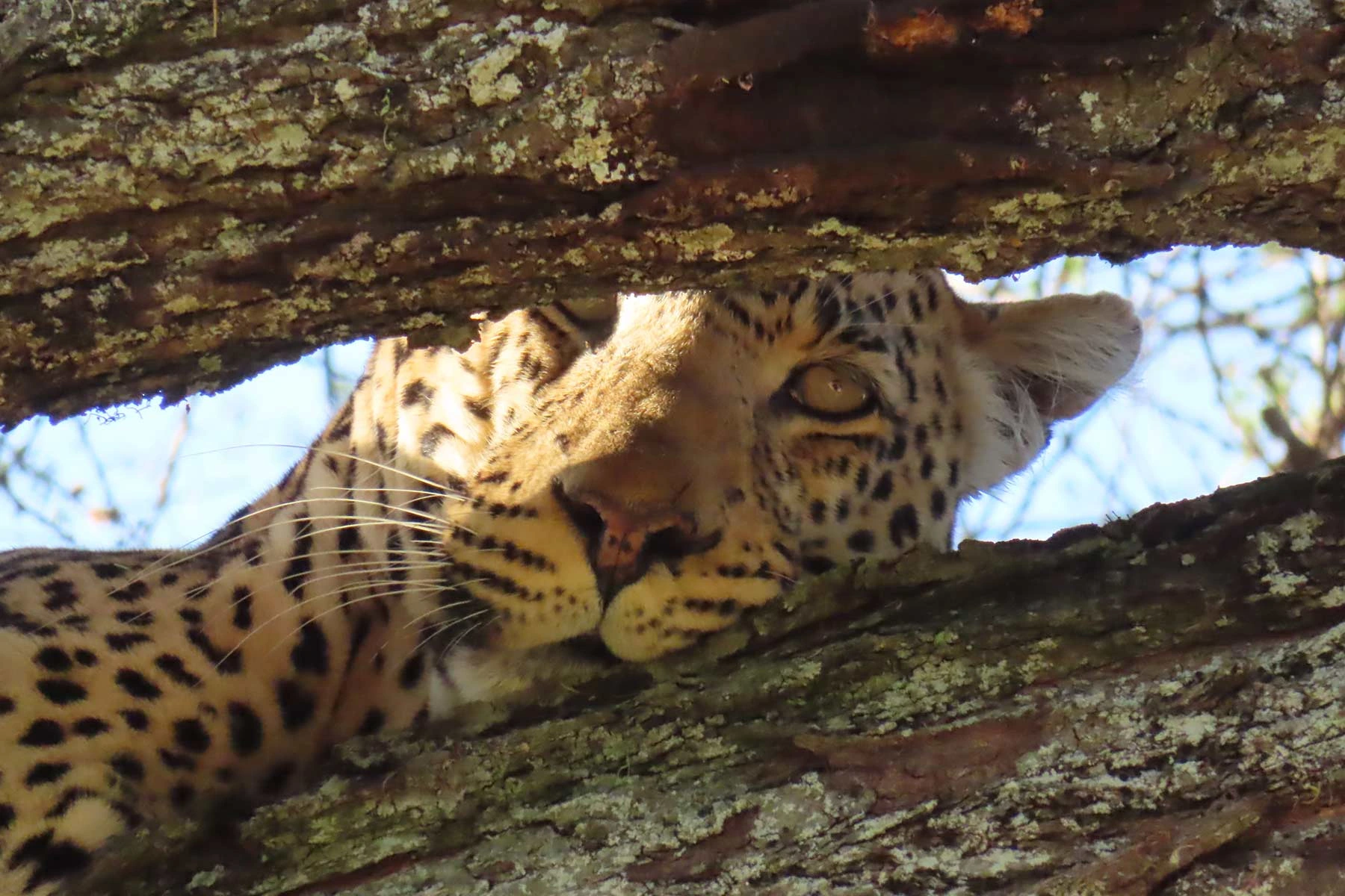 Gondwana Ecotours: Carbon Neutral Tour Operator 16 cheeta wildlife safari