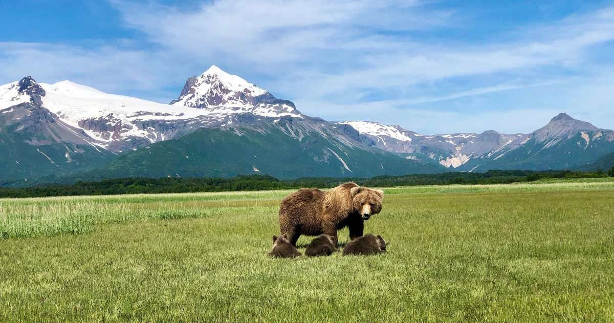 Gondwana Ecotours: Carbon Neutral Tour Operator 12 see grizzlies in alaska by mountains