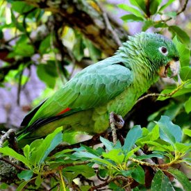 An-amazon-parrot