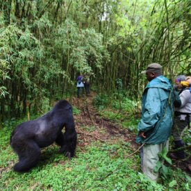 Embark on a thrilling journey throughout Rwanda’s gorilla habitats.