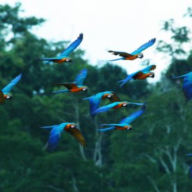 Macaws flying near Kapawi Ecolodge