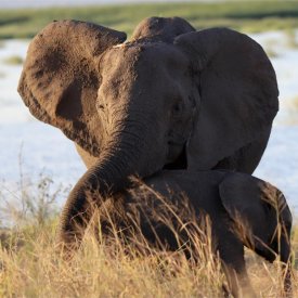 An elephant hugs her calf.