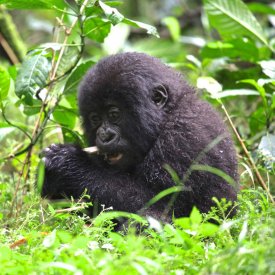 A baby mountain gorilla feasts on bamboo in Volcanoes National Park