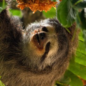 Search for three-toed sloths & more!