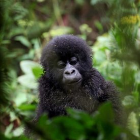 A baby gorilla seen in Volcanoes National Park