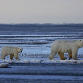 Polar Bears Walking on Ice