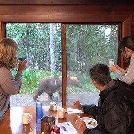 Watching bears while having lunch in Katmai National Park at Brooks Lodge.