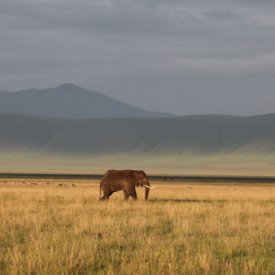 An elephant basks in the light in the Ngorongoro Crater