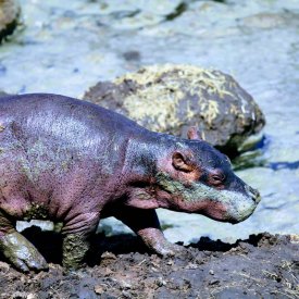 A baby hippo in the Serengeti