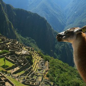 Alpaca Overlooking the Ruins