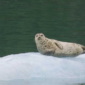 A Harbor Seal in Alaska