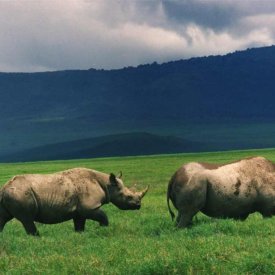 Spot rare black rhinos at Ngorongoro Crater, one of their last remaining habitats.