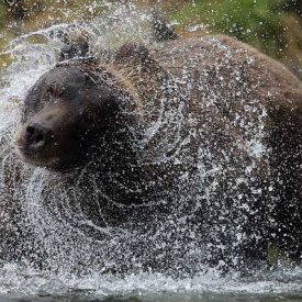 A grizzly shakes it off in Katmailand by Bryan Carnathan 2
