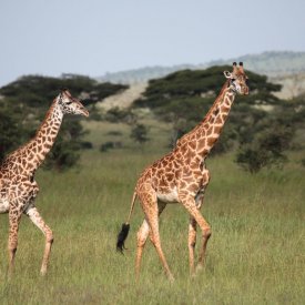 Giraffes are All Over the Place in Tanzania!