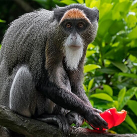 Spot golden monkeys in their natural habitats.