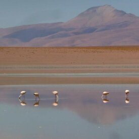 Birds gather across the vast white expanse of the Uyuni Salt Flats, adding life to the surreal landscape.