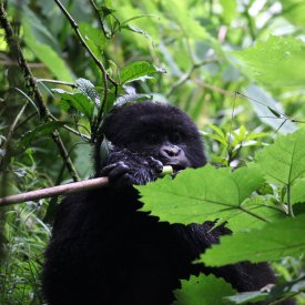 Peaceful Gorilla In Rwanda