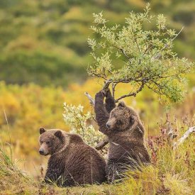 Katmailand Grizzlies by Anette Holmberg