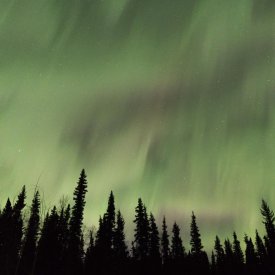 See the Northern Lights dance above Interior Alaska’s taiga forests.