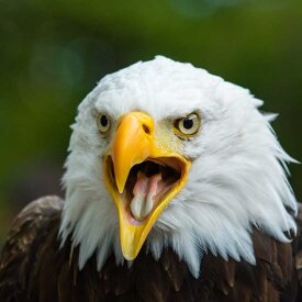 Spot powerful eagles soaring the skies in Denali National Park.