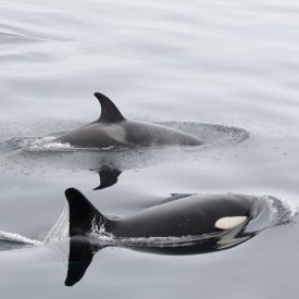 See Killer Whales