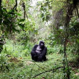 A silverback poses for visitors