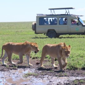See lions roaming the Serengeti from our safe, comfortable Toyota Land Cruisers.
