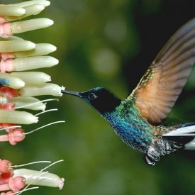 One of the more than 130 hummingbird species found in Ecuador