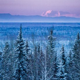 Boreal Forests Surround Fairbanks
