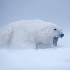 Polar Bear in the Cold