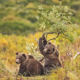 Katmailand Grizzlies by Anette Holmberg