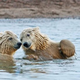 Polar Bears Swimming and Playing