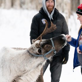 Feed, photograph and hike with the animals at the Running Reindeer Ranch.