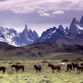 Watch wildlife roaming the landscapes framed by the Patagonian mountains.
