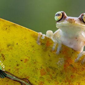 A treefrog at Kapawi Ecolodge