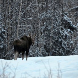 Observe wildlife like moose roaming the forest surrounding the lodge.