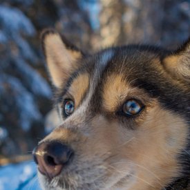 Meet Huskies and Take a Sled Ride Through the Forest