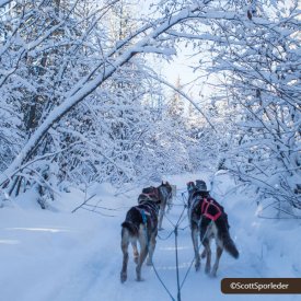 Taking a Dogsled Ride Through the Forest