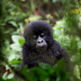 Find gorillas of all ages like this adorable baby gorilla at Volcanoes National Park.