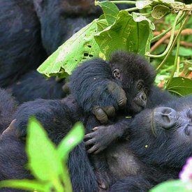 Observe gorilla families during our day of visiting the gorillas within Volcanoes National Park.