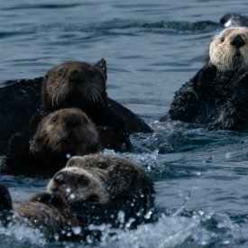 Sea otters ‘waving’ at Kenai Fjords National Park.