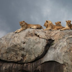 Have a front-row view to the lions’ reign over the Serengeti from atop their kopje.