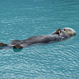 A sea otter on its back