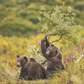 Watch bear families interact in their natural habitats.