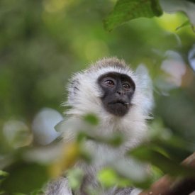 Encounter diverse wildlife right by your lodge, like the vervet monkey in Arusha.