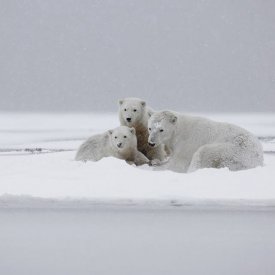 Polar Bear Mother and Cubs