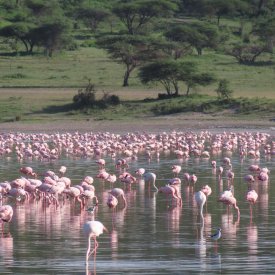 A flock of flamingos feeding at a salient lake in the Serengeti.