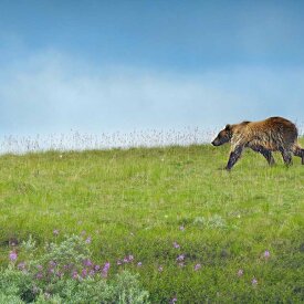 If we’re lucky, witness bears foraging the Alaskan tundra.