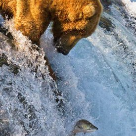 A Grizzly Bear Fishing at Brooks Falls