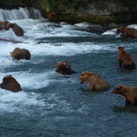 Brooks Falls Bears, by the National Park Service